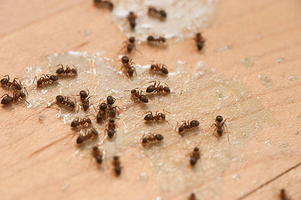 Best Emergency Pest Control  in University Park, IL