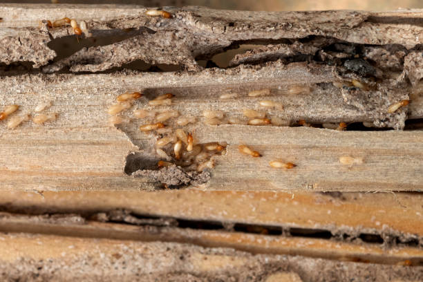 Best Wildlife Control Services  in University Park, IL