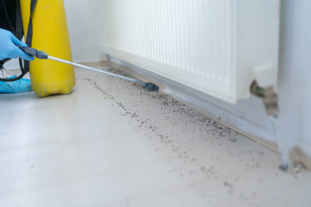 Best Local Pest Control Services  in University Park, IL