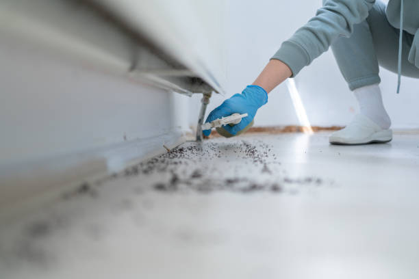 Best Local Pest Control Services  in University Park, IL